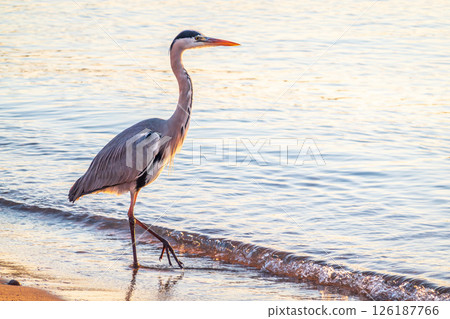 A heron hunting in the sea. Grey heron on the hunt A heron hunting in the sea. Grey heron on the hunt 126187766