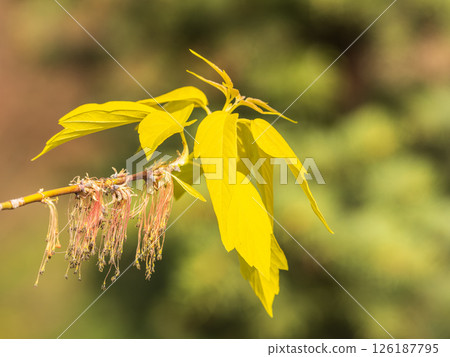 Acer negundo, Box elder, boxelder, ash-leaved and maple ash, Manitoba, elf, ashleaf maple male inflorescences and flowers on branch outdoor. 126187795