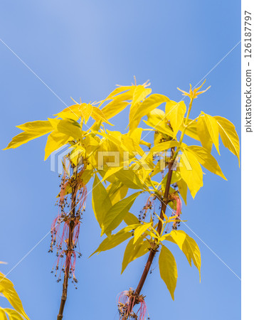 Acer negundo, Box elder, boxelder, ash-leaved and maple ash, Manitoba, elf, ashleaf maple male inflorescences and flowers on branch outdoor. 126187797