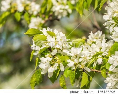 White blossoming apple trees. White apple tree flowers White blossoming apple trees. White apple tree flowers 126187806