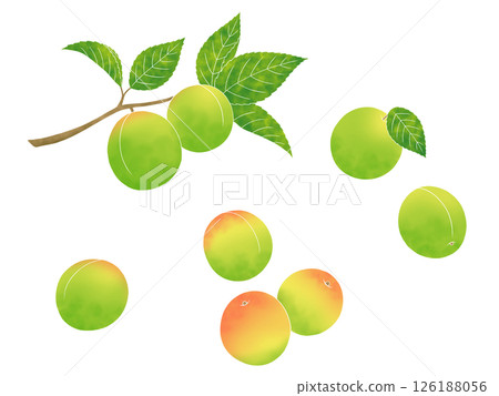 Plum fruit and branches Plum fruit and branches 126188056