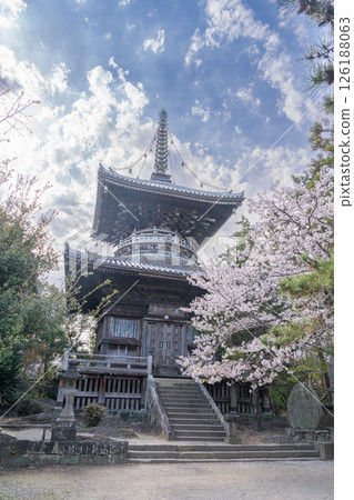 [No. 1 Fudasho] Tahoto Pagoda of Reizenji Temple with Cherry Blossoms [Shikoku Eighty-eight Temples] 126188063