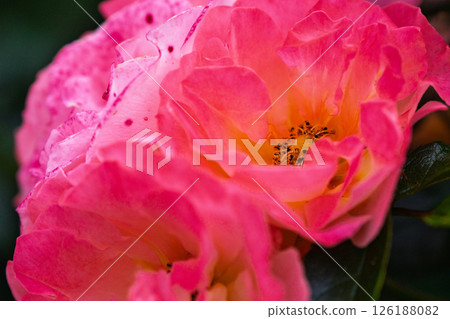 Colorful rose flowers Colorful rose flowers 126188082