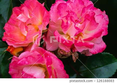 Colorful rose flowers 126188083