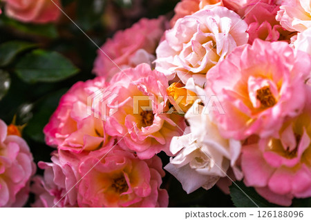 七彩玫瑰花朵 126188096