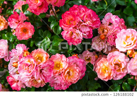 七彩玫瑰花朵 126188102