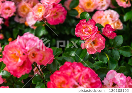 七彩玫瑰花朵 七彩玫瑰花朵 126188103