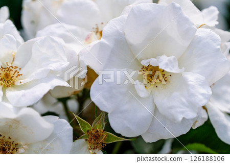 Colorful rose flowers 126188106