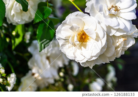 Colorful rose flowers 126188133