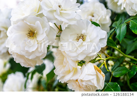 Colorful rose flowers 126188134