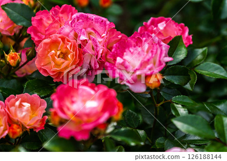 七彩玫瑰花朵 七彩玫瑰花朵 126188144