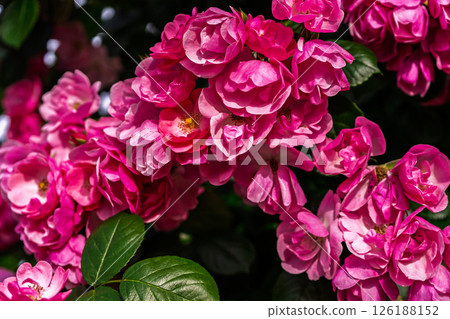 七彩玫瑰花朵 七彩玫瑰花朵 126188152