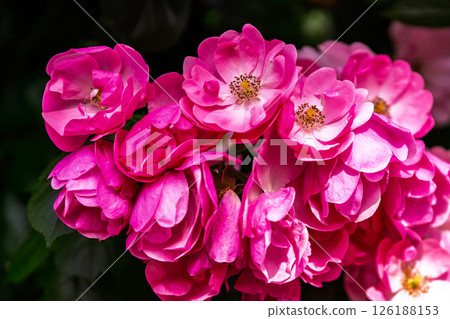 七彩玫瑰花朵 126188153