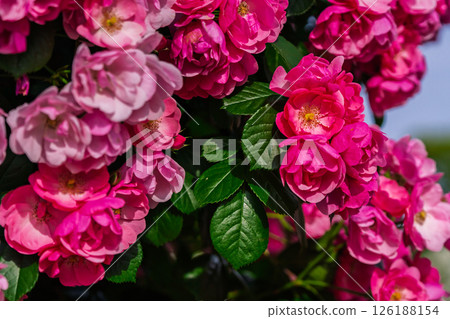 七彩玫瑰花朵 126188154