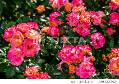 七彩玫瑰花朵 126188198