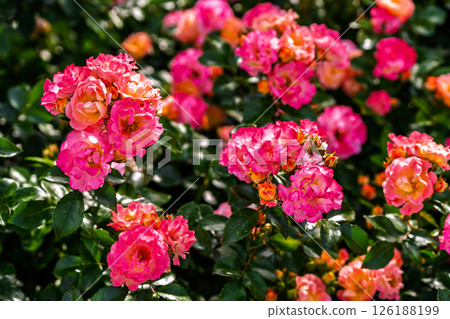 Colorful rose flowers Colorful rose flowers 126188199