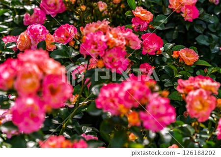 七彩玫瑰花朵 126188202