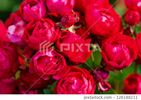 七彩玫瑰花朵 126188211