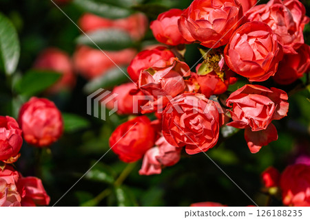 Colorful rose flowers 126188235