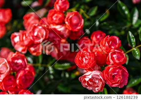 七彩玫瑰花朵 七彩玫瑰花朵 126188239