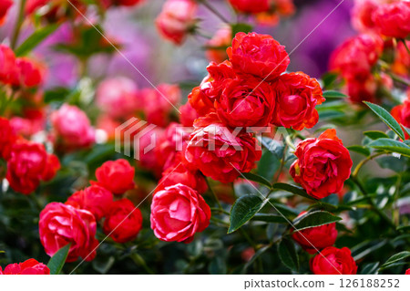 七彩玫瑰花朵 126188252