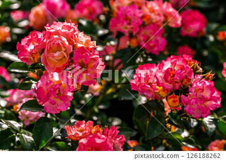 Colorful rose flowers 126188262