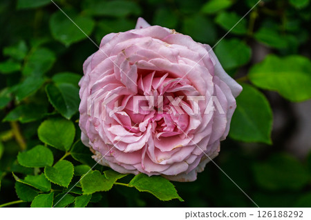 Colorful rose flowers 126188292