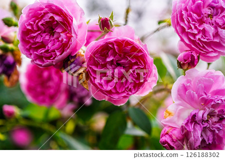 Colorful rose flowers 126188302