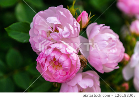 七彩玫瑰花朵 126188303