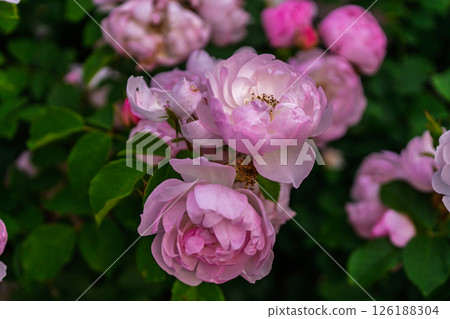 七彩玫瑰花朵 七彩玫瑰花朵 126188304