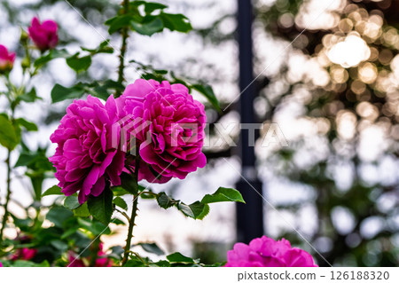 Colorful rose flowers Colorful rose flowers 126188320