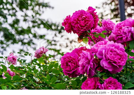 七彩玫瑰花朵 七彩玫瑰花朵 126188325