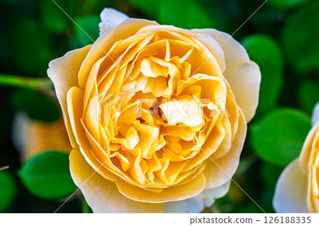 Colorful rose flowers Colorful rose flowers 126188335