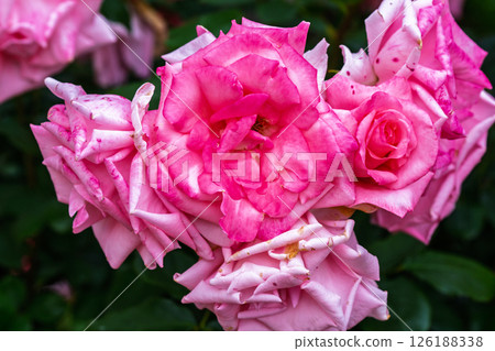 七彩玫瑰花朵 七彩玫瑰花朵 126188338