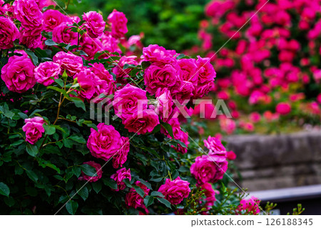 Colorful rose flowers 126188345