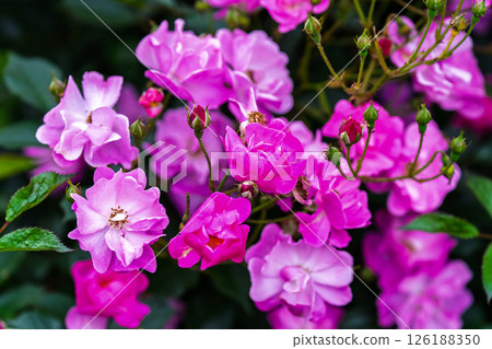 七彩玫瑰花朵 126188350