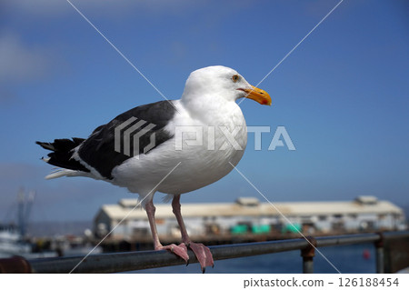 海岸線湖鳥類 - 美國加州海岸線湖鳥類 126188454