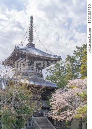[No. 1 Fudasho] Tahoto Pagoda of Reizenji Temple with Cherry Blossoms [Shikoku Eighty-eight Temples] 126188710