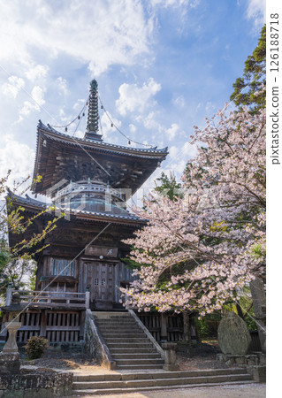 [No. 1 Fudasho] Tahoto Pagoda of Reizenji Temple with Cherry Blossoms [Shikoku Eighty-eight Temples] 126188718