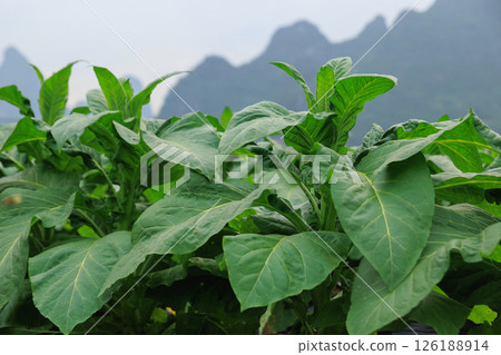Green tobacco leaf plan grow at field 126188914