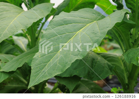Green tobacco leaf plan grow at field Green tobacco leaf plan grow at field 126188916