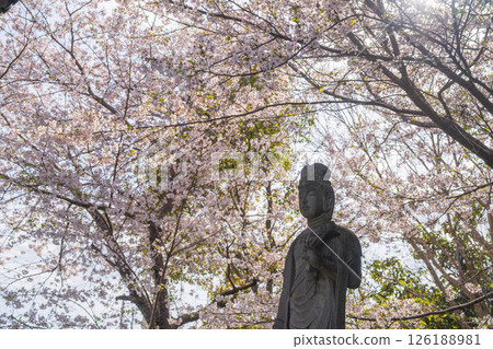 [No.1 Fudasho]櫻花盛開的神山寺廟結婚觀音[四國88寺廟] 126188981