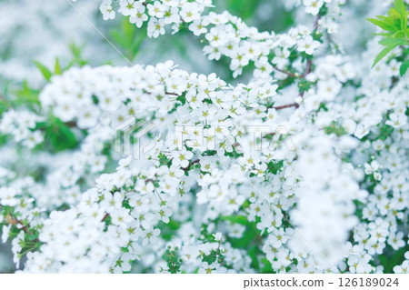 Yukiyanagi Yukiyanagi 126189024