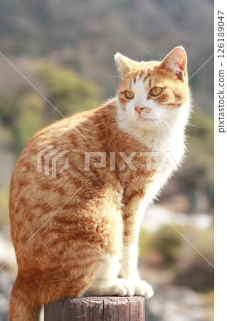 Unzen Hell Cat 126189047