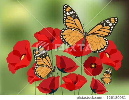 Monarch Butterflies on Vibrant Red Poppies 126189081