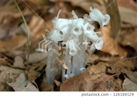 Fantastic silver bell flower Fantastic silver bell flower 126189129