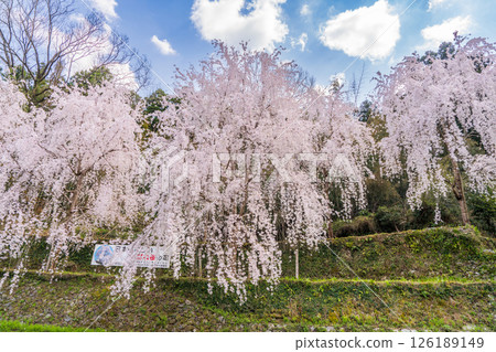 [Tokushima Prefecture] Weeping cherry blossoms in Kamiyama Town 126189149