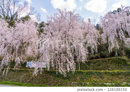 【德島縣】神山町的垂枝櫻花 【德島縣】神山町的垂枝櫻花 126189150