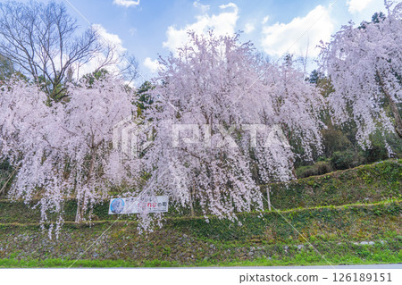 【德島縣】神山町的垂枝櫻花 【德島縣】神山町的垂枝櫻花 126189151