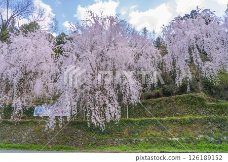 [Tokushima Prefecture] Weeping cherry blossoms in Kamiyama Town 126189152